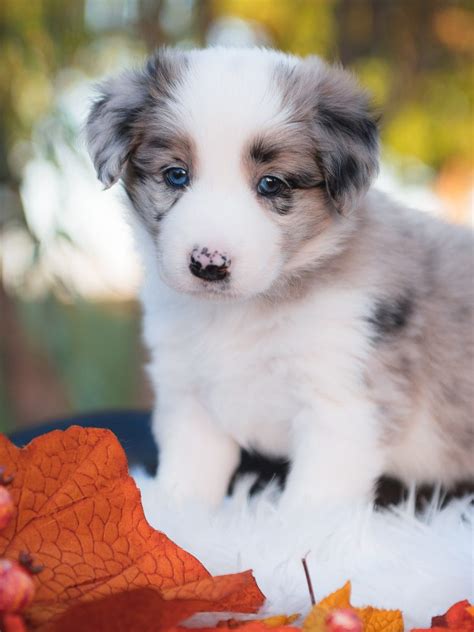 Blue Merle Female Border Collie Puppy For Sale | 2J 2K Ranch