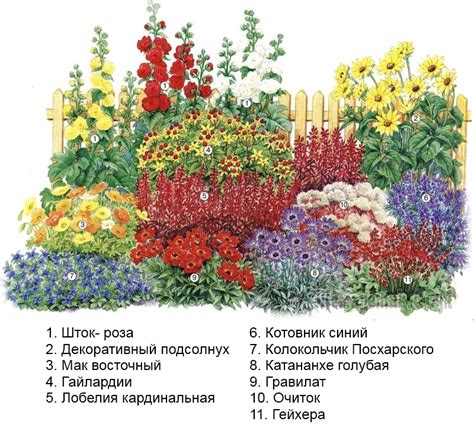 Клумба из многолетников непрерывного цветения схема и фото: обзор ...