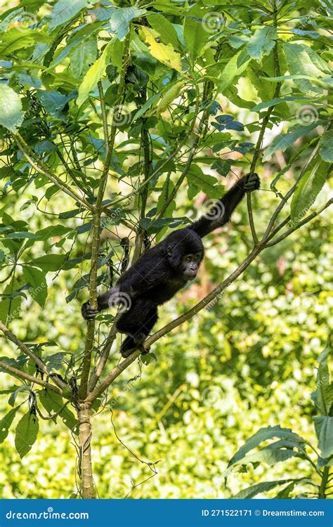 Baby Mountain Gorilla Gorilla Berengei Berengei Swings The The