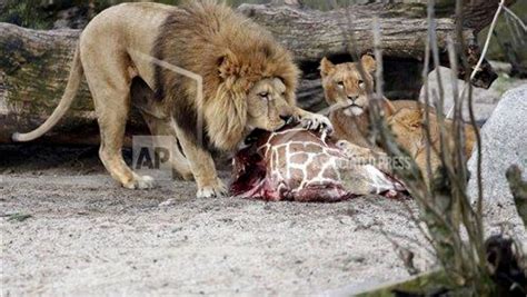 Thousands of Zoo Animals Are Killed Yearly