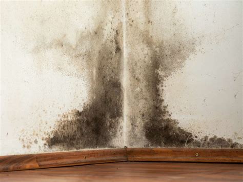 Guide To Mold In Your Home 2020 Incredible Restorations