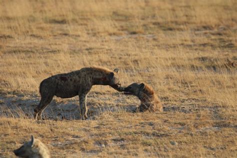 Hyenas - a misunderstood species - Born Free