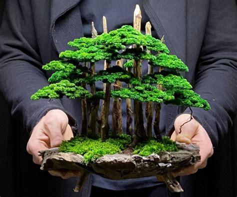 Bonsai Dwarf Weeping Willow Tree Online Here | alphamedicalmanagement.com