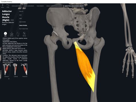 Adductor Anatomy