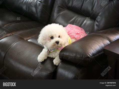 Bichon Frise. Purebred Image & Photo (Free Trial) | Bigstock