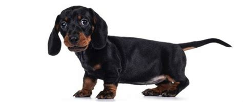 Dachshund Size Chart Growth And Weight Chart