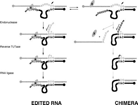 Direct Visualization Of Uridylate Deletion In Vitro Suggests A