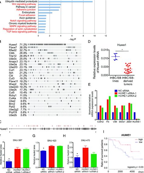 Ubiquitin Mediated Proteolysis Plays A Role In Regulating Emt In Human