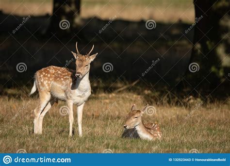 Lovely Image Of Fallow Deer Dama Dama In Autumn Field And Woodland