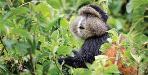 Where To See Primates In Uganda Primate Trekking In Uganda