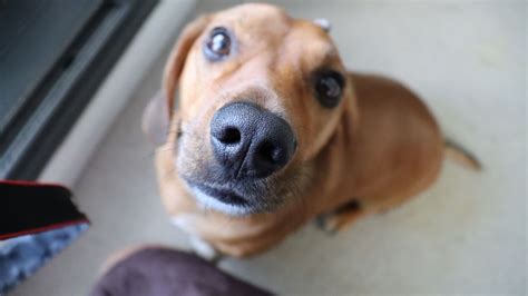 Aguas Con Los Gadgets Para Perros Los Ciberataques Van En Aumento