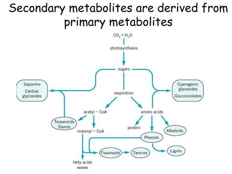 Primäre Und Sekundäre Metaboliten In Der Fermentation Ppt