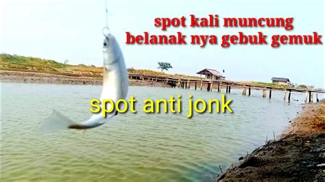 Spot Potensial Mancing Belanak Di Spot Baru Kali Muncung