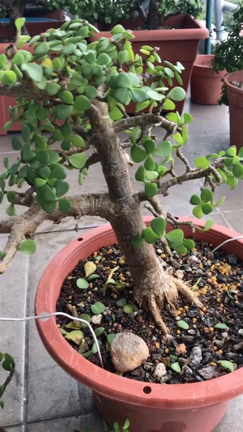 How To Shape A Jade Bonsai Tree