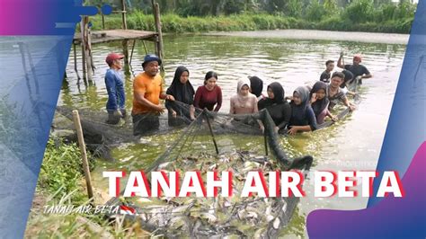 Kampung Penghasil Ikan Patin Terbesar Di Sumatera Tanah Air Beta 21