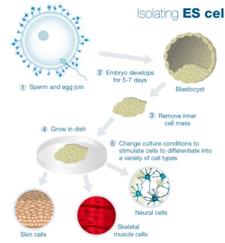 Specialised And Stem Cells Flashcards Quizlet