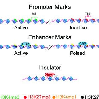 Illustrating Of The Looping Model Of Enhancer Function In This