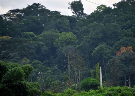 Réhabilitation de la forêt ivoirienne Le ministère et ses partenaires