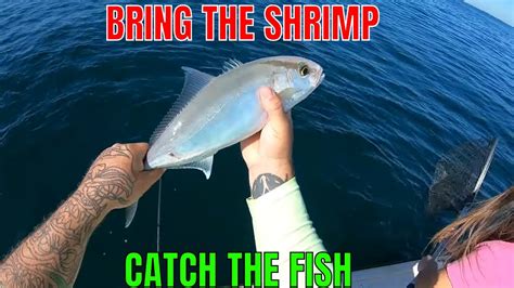 Florida Deep Sea Fishing With Live Shrimp Youtube