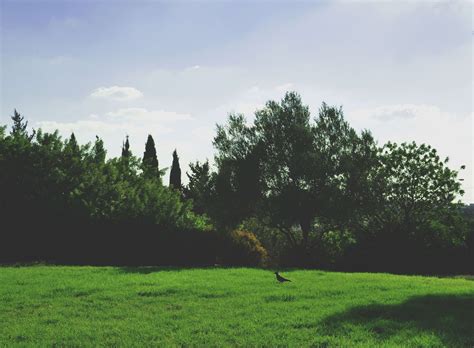 Bird Clouds Day Evergreen Grass Green Sky Trees View K Hd