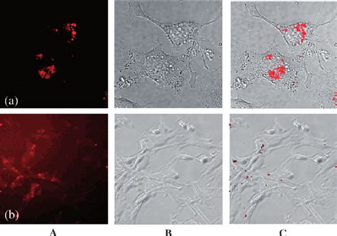 Confocal Laser Scanning Micrographs A Optical Micrographs