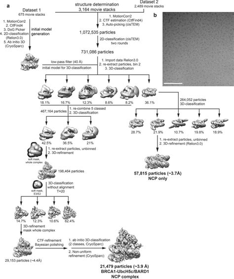 Cryo Em Processing Workflow A Flow Chart Of Data Processing Steps