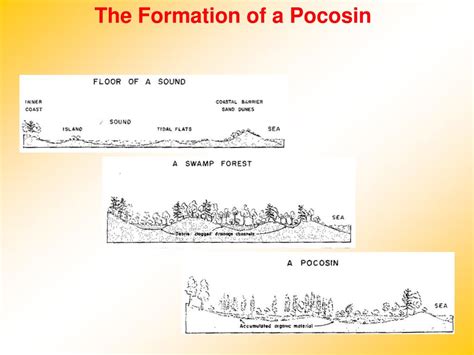 PPT - ES – NC Landforms, Weather, and Climate PowerPoint Presentation - ID:3195950