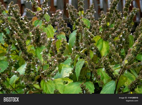 Пачули (76 фото) » НА ДАЧЕ ФОТО