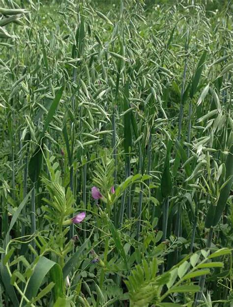 Вика озимая и яровая