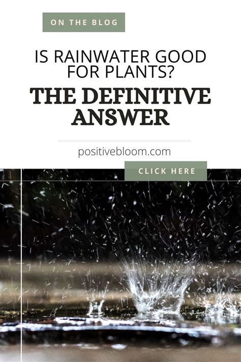 Is Rainwater Good For Plants Benefits Collection Tips