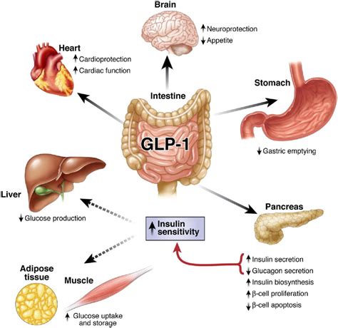 The Perfect Weight Loss Drug Glp Agonists Ozempic Wegovy Rozefit