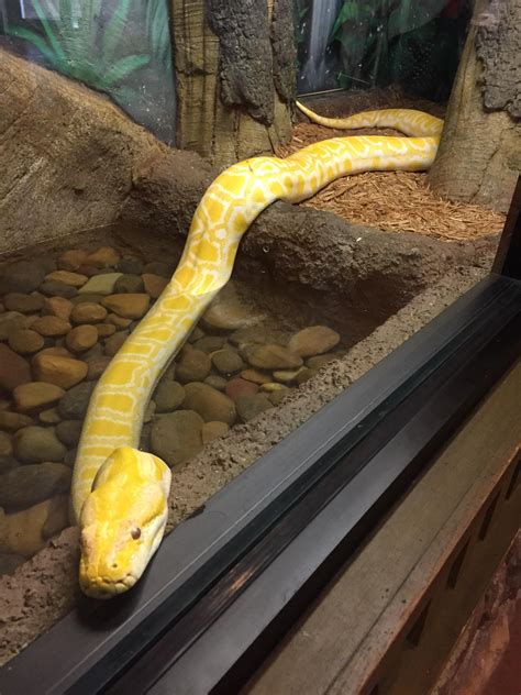 L O N G B O Y E Doing A Heckin Good Swim Sneks