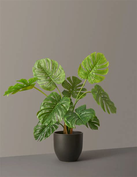 Faux Monstera Grant The Sill House Plants Faux Plants Plants