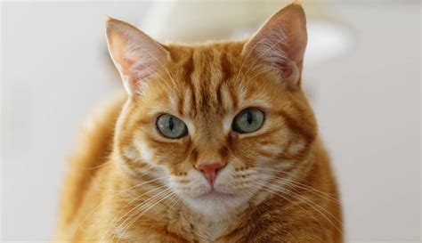 Día del gato: Fun facts sobre el Día Internacional del Gato | Martha ... 