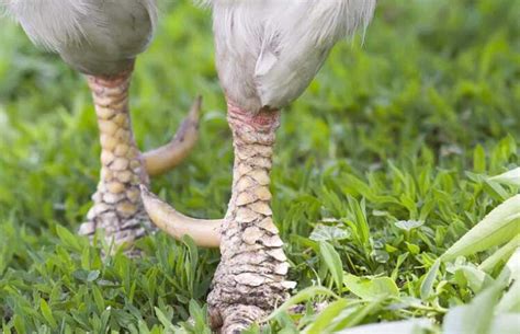 Qu Son Las Espuelas De Gallo Deber As Quitarlos Gallinas Ponedoras