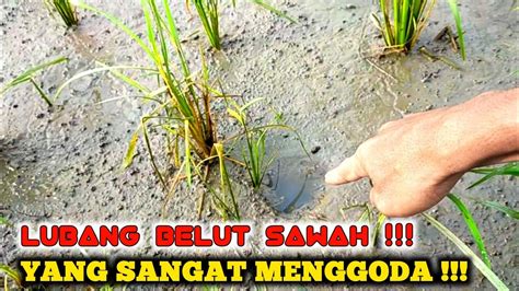 PALING MENYENANGKAN MANCING BELUT DI SAWAH YouTube