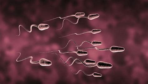 Artificial sperm a reality; male infertility a thing of past? | Health ...