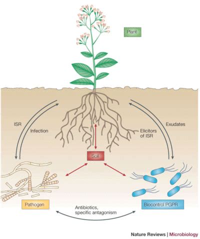 Plant Growth Promoting Bacteria - microbewiki