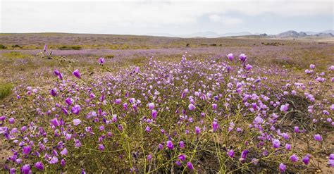 Flowering desert,chile,flowers,free pictures, free photos - free image from needpix.com