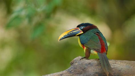 Bing Hd Wallpaper Sep Chestnut Eared Aracari In The Pantanal