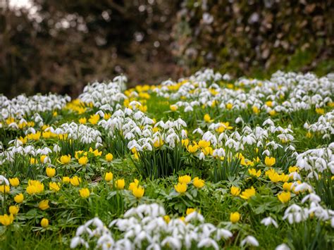 Snowdrops at Benington Lordship Gardens — Marina Walker