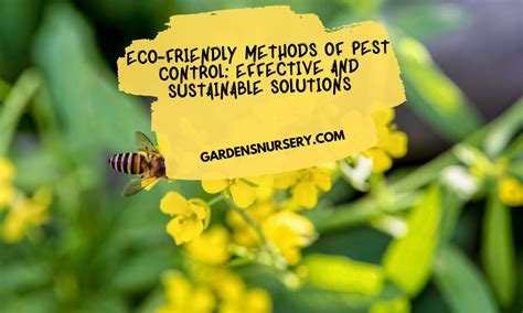 Eco Friendly Methods Of Pest Control Effective And Sustainable Solutions