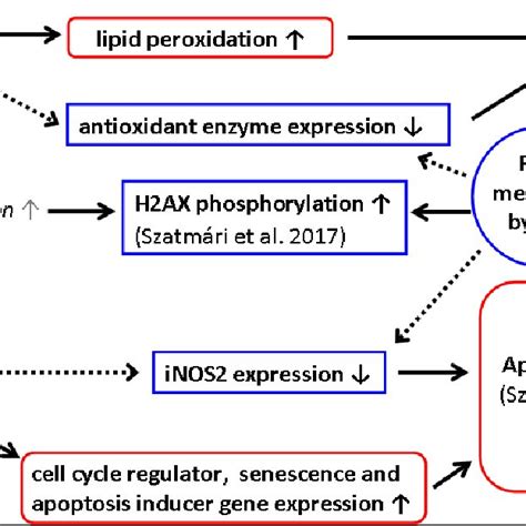 Schematic Representation Of The Suggested Pathways In Mouse Spleen