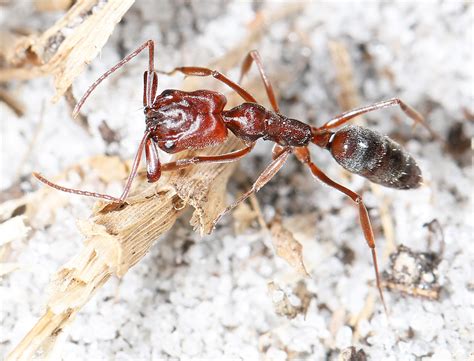 Florida Scrub Trap Jaw Ant Odontomachus Relictus Lake J Flickr