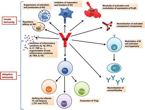 The Impact Of IVIG On The Innate And The Adaptive Immune Compartments