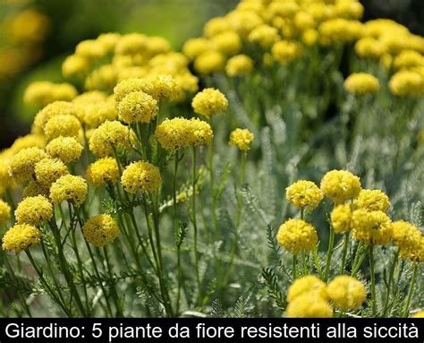 Giardino Piante Da Fiore Resistenti Alla Siccit