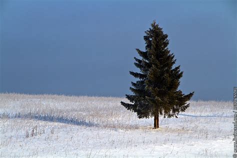 Деревянная сказка Егора Утробина: macos — LiveJournal