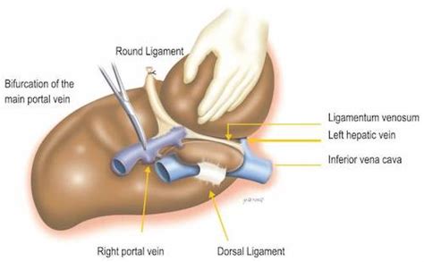 Liver Anatomy & Physiology - The Operative Review Of Surgery