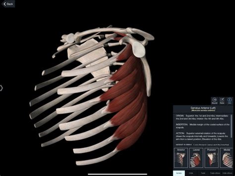 MU DPT Scapular Muscles Flashcards Quizlet