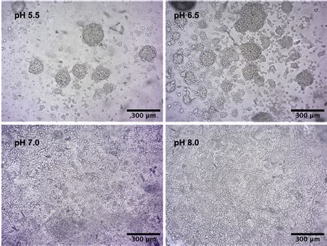 Figure 1 From Role Of PH And Crosslinking Ions On Cell Viability And